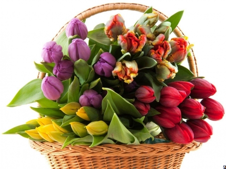 TULIPS - leaves, basket, petals, colors