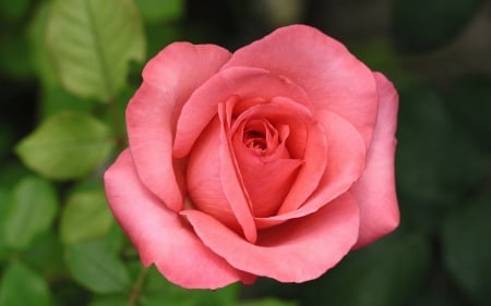 ROSE - leaves, colors, stems, petals