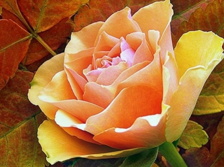 ROSE - leaves, colors, stem, petals