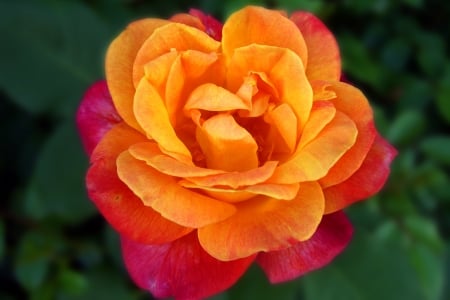 ROSE - NATURE, COLORS, LEAVES, PETALS