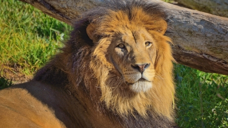 LEO THE LION - big, stare, mane, cat