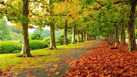 •ღ✿ღ• - fall, trees, nature, autumn, HD, park