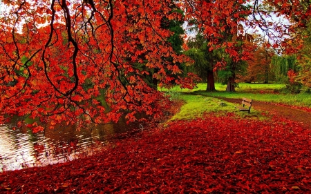 •ღ✿ღ• - fall, nature, autumn, HD, leaves