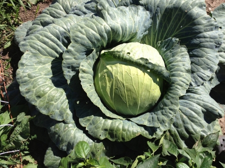 Cabbage head in garden - Gardens, Healthy Eating, Plants, Cabbage, Organic