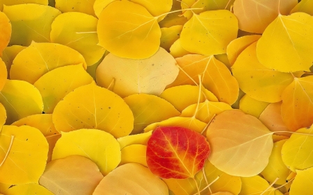 •ღ✿ღ• - fall, nature, leaf, leaves