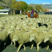 Annual Trailing of the Sheep Festival, Hailey, Idaho