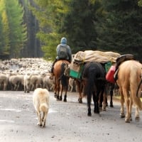 Sheepherding down highway Tamarack Falls, Idaho