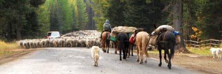 Sheepherding down highway Tamarack Falls, Idaho - sheep, sheepherding, basque, cultural, livestock