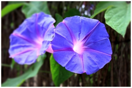 MORNING GLORY FLOWERS - PURPLE, IMAGE, FLOWERS, PRETTY