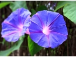 MORNING GLORY FLOWERS