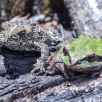 TWO GREEN TREE FROGS