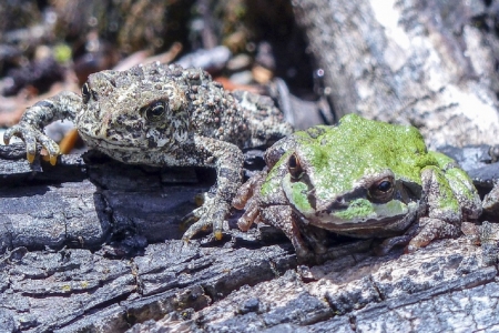 TWO GREEN TREE FROGS - TWO, FROGS, TREE, GREEN