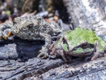 TWO GREEN TREE FROGS