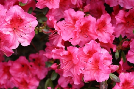 RHODODENRON FLOWERS - image, pretty, flower, pink