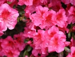 RHODODENRON FLOWERS