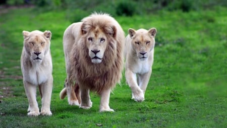 Lion Family - walking, predators, nature, grass