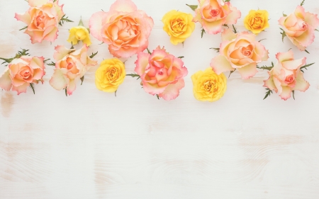 Roses - white, flower, rose, pink, orange, yellow, texture