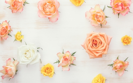 Roses - white, flower, rose, orange, yellow, texture