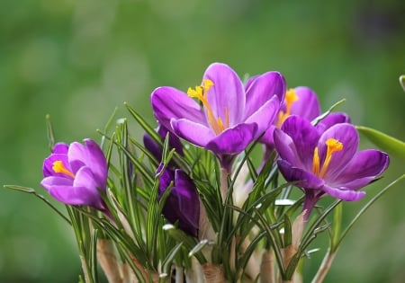 Crocuses - flower, purple, pink, spring, crocus, green