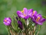 Crocuses