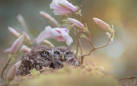 Owls - couple, pink, bufnita, magnolia, owl, flower, pasare, spring