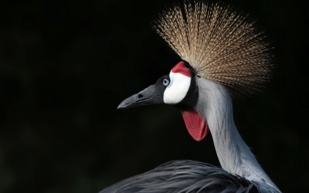 Crowned crane - red, crowned crane, black, bird, pasare