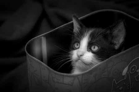 Kitten - black, white, animal, pisica, kitten, cute, bag, cat