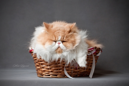 Cat - white, pisica, animal, cat, basket