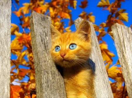 cat - fall, animal, act, kitten