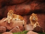 Lion couple