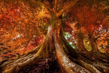 Venerable tree in autumn - branches, beautiful, forest, venerable, leaves, tree, fall, colorful, season, autumn, foliage