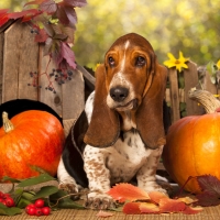 Basset Hound and pumpkin