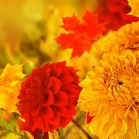 Fall Dahlias