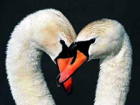 For life - birds, white, swans, pair