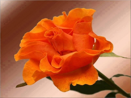 Fabulous orange - orange, flower, rose, pretty