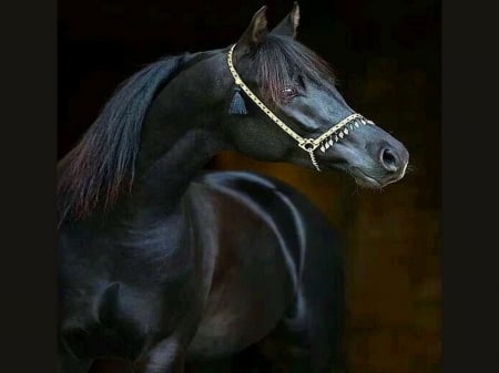 Wonderful black - black, head, mane, horse