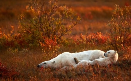 Polar Bears Relaxing in the Autumn - grass, animals, polar bears, autumn