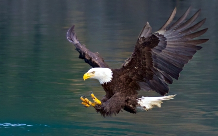 American Bald Eagle - bird, eagle, water, animals