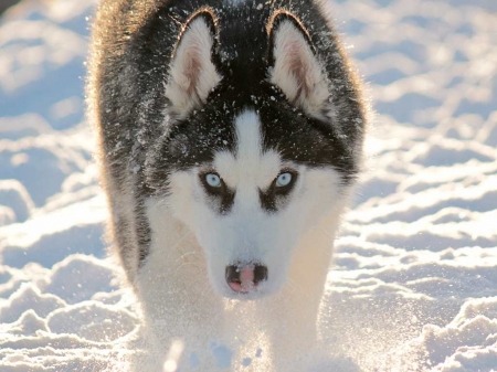 Alaskan working dog - Eskimo dogs, dogs, snow, Canadian, animals, working dogs