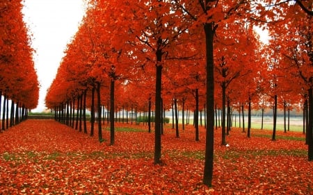 â€¢áƒ¦âœ¿áƒ¦â€¢ - nature, fall, autumn, red