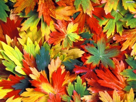 â€¢áƒ¦âœ¿áƒ¦â€¢ - leaves, nature, colors, autumn leaf