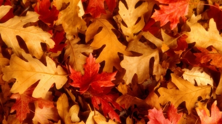 •ღ✿ღ• - fall, nature, autumn leaf, leaves