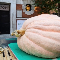 Woman looks toward giant pumpkin