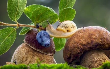 Snail - blue, mushroom, plum, green, fruit, snail