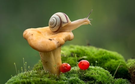 Snail