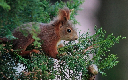 Squirrel - animal, green, cute, cypress, squirrel, veverita