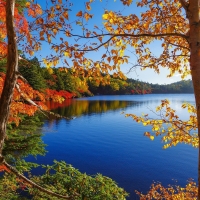 Autumn Trees on the Blue Lakeside