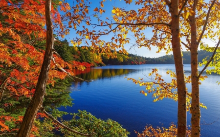 Autumn Trees on the Blue Lakeside - trees, nature, blue, autumn, lake, mountains