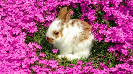 Bunny - flower, animal, pink, cute, spring, easter, rabbit, bunny, green