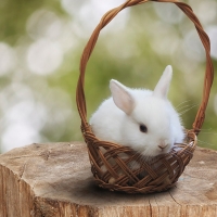 Bunny